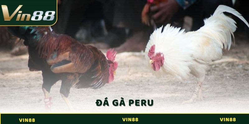 Đá Gà Peru Là Gì? Bí Kíp Giúp Sư Kê Ôm Trọn Tiền Của Nhà Cái 4 Đá gà Peru